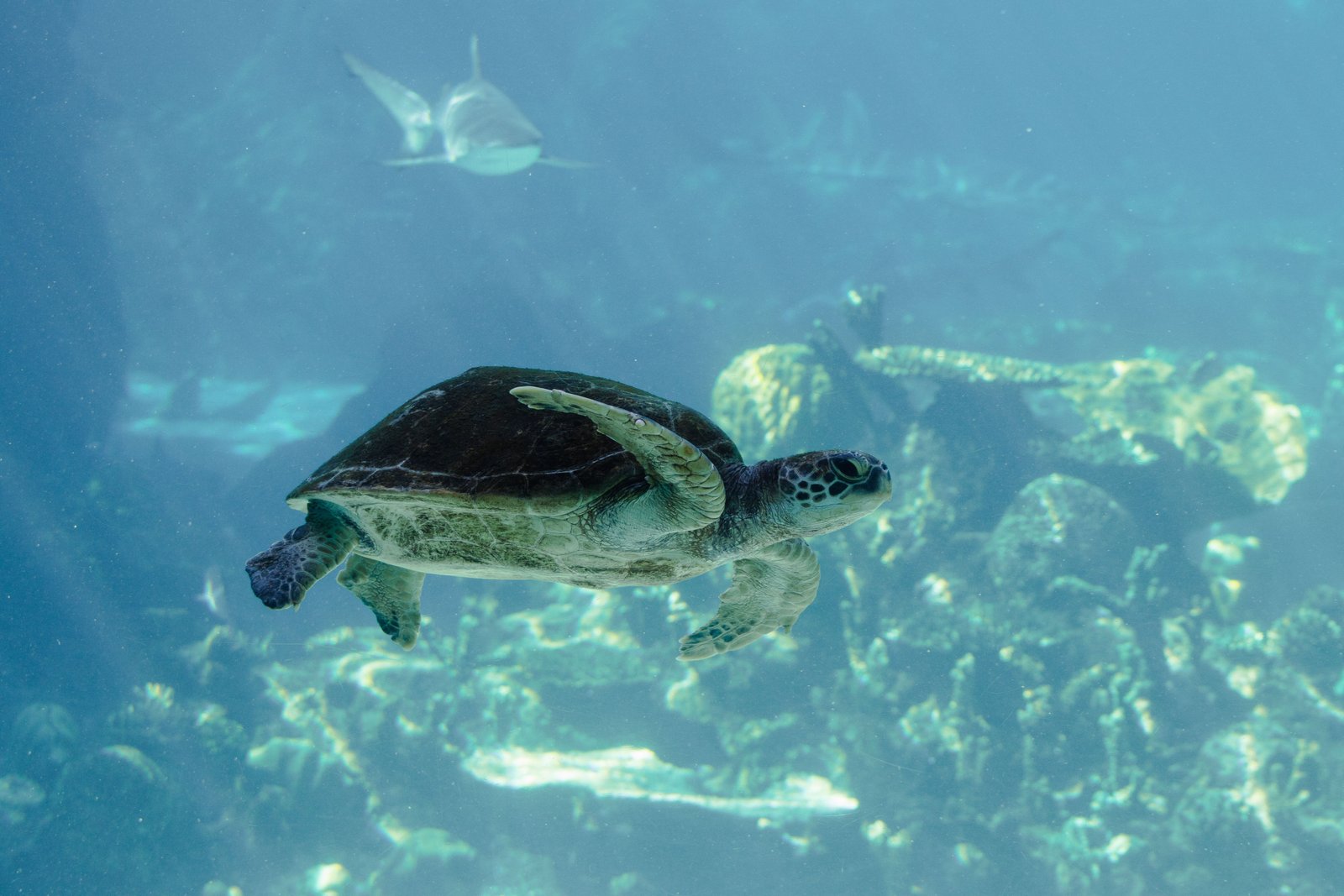 A green sea turtle gracefully swims underwater, showcasing marine wildlife beauty.