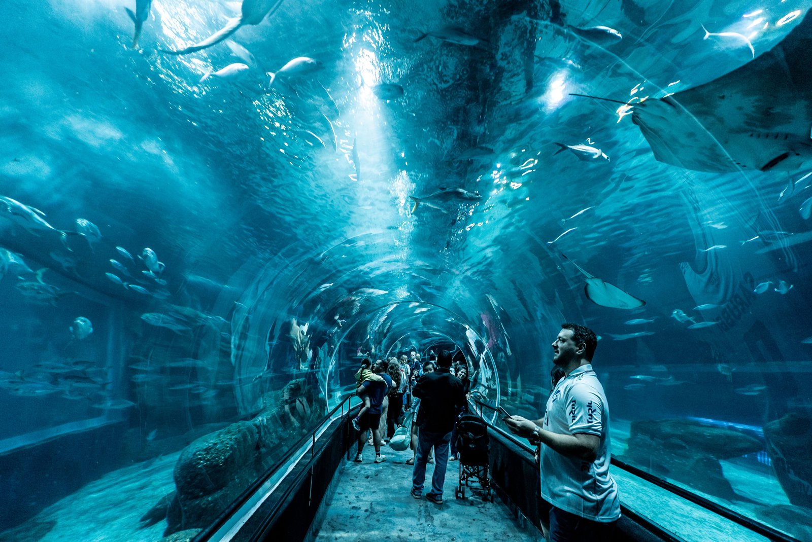 Immerse yourself in the underwater tunnel of Rio de Janeiro's iconic aquarium with stunning marine life views.