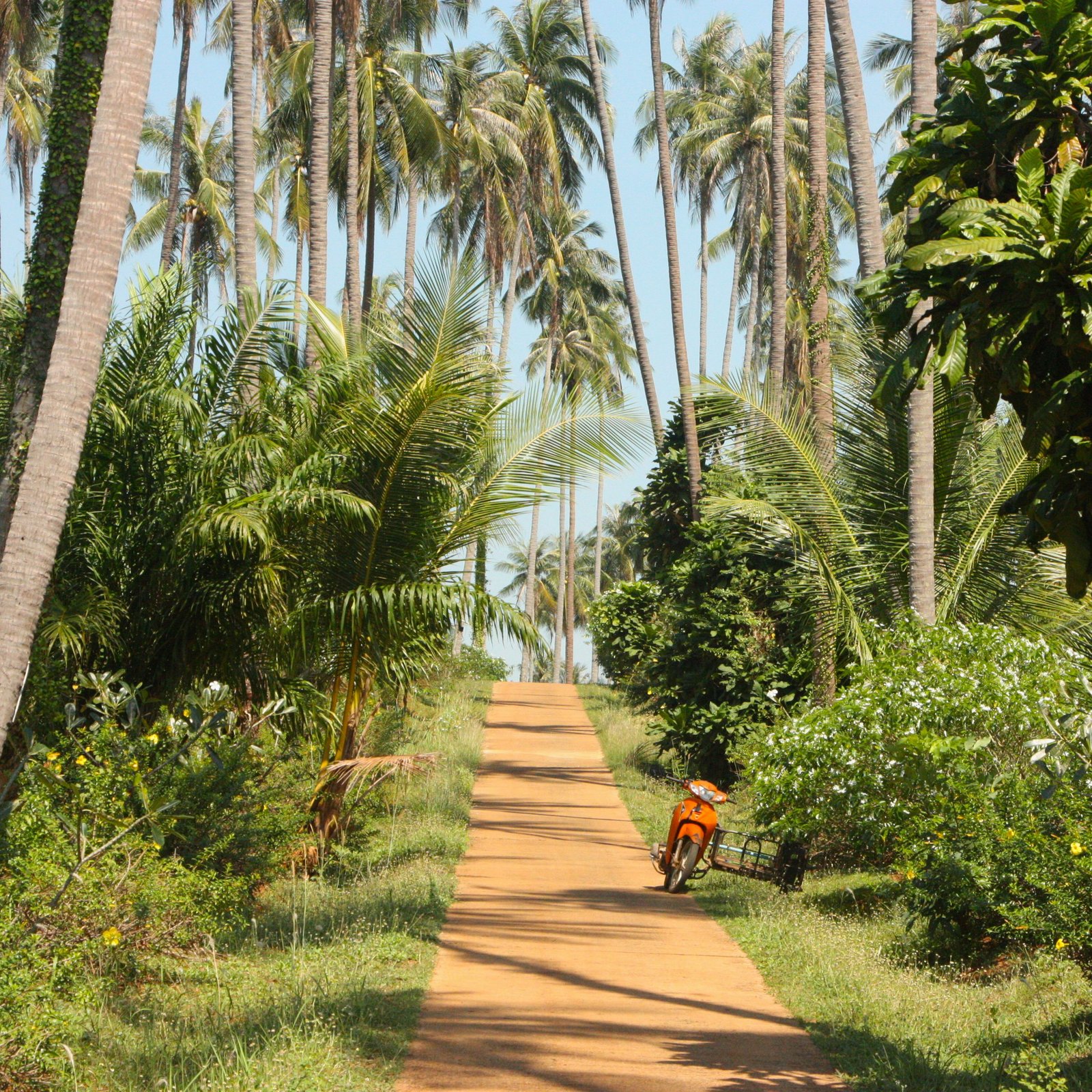 Lush tropical pathway in Thailand lined with tall palm trees on a sunny day.